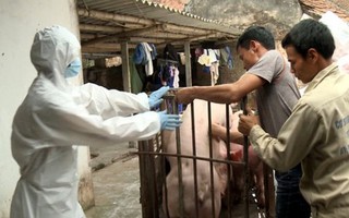 4 tỉnh, thành có dịch tả lợn châu Phi: Cấm vận chuyển lợn ra vào vùng dịch